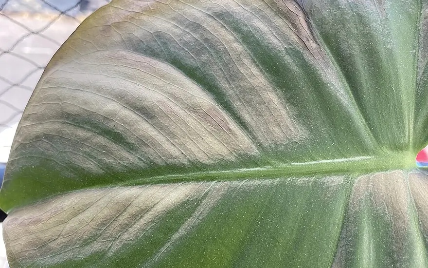 A Monstera leaf with scorch damage