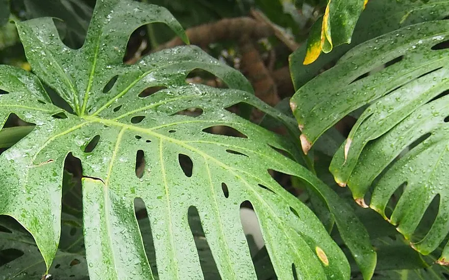A healthy Monstera leaf